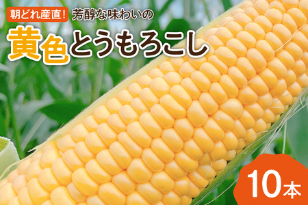 [先行予約]朝どれ産直!芳醇な味わいの黄色とうもろこし 5Kg[7月下旬以降出荷]