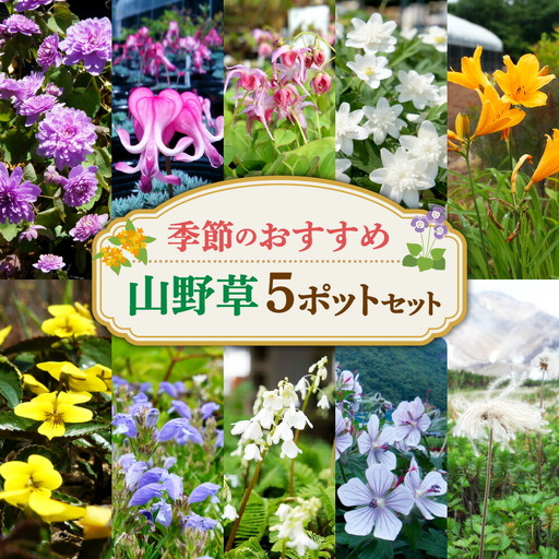 季節のおすすめ山野草5ポットセット
