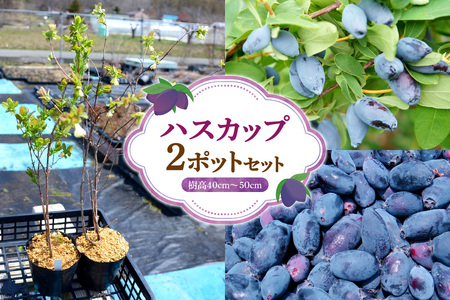 ハスカップ2ポットセット