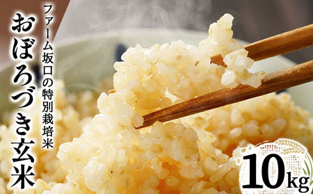 ߘa7NY!t@[̓ʍ͔| ڂÂ10kg(10kg×1)