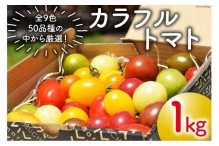 カラフルトマト 1kg [VIVAマルシェ 北海道 剣淵町 14656189] 野菜 国産