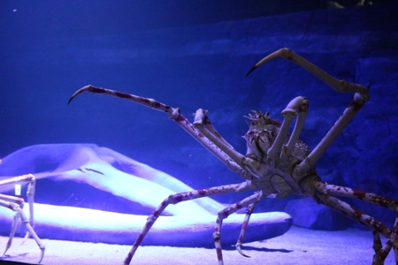 竹島水族館 タカアシガニにエサやり貸し切りバックヤードツアー_[G0728]