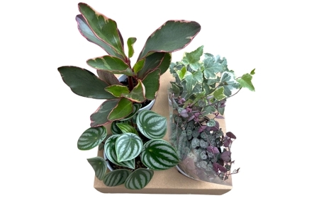 [期間限定]蒲郡で栽培した観葉植物セット(4種)_[G0748]