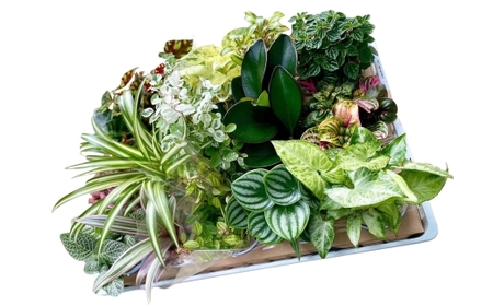 [期間限定]蒲郡で栽培した観葉植物セット(15種)_[G0749]