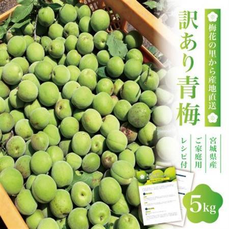 【宮城県産】ご家庭用青梅(訳あり生梅)5kg 梅酒・梅シロップ用 栽培期間中農薬不使用|太良衛門_果物・フルーツ   くだもの_【配送不可地域：離島・北海道・沖縄県・信越、北陸・東海・近畿・中国・四国・九州】【1497446】