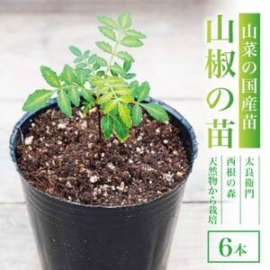 [西根の森]山椒の苗(ポット苗) 6本セット