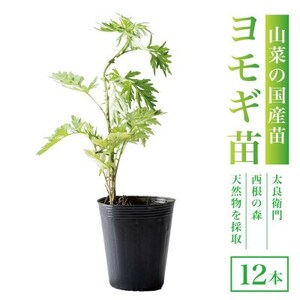 天然採取[西根の森]ヨモギ苗 12本セット(ポット苗)国産山菜苗