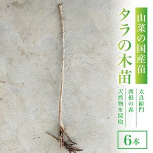 天然採取[西根の森]タラの木の苗 6本セット(トゲあり)国産山菜苗