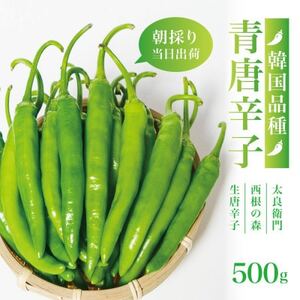 [宮城県産]生青唐辛子500gセット(500g×1袋)激辛韓国品種 西根の森|太良衛門