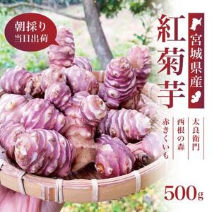 [宮城県産]紅菊芋 500g(500g×1袋) 生きくいも 西根の森|太良衛門