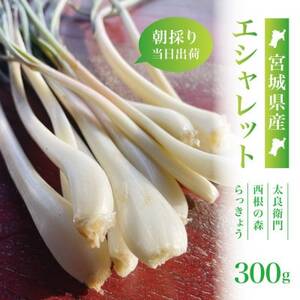 [宮城県産]朝採りエシャレット300g(若採りらっきょう)国産生食用 西根の森|太良衛門[配送不可地域:離島]