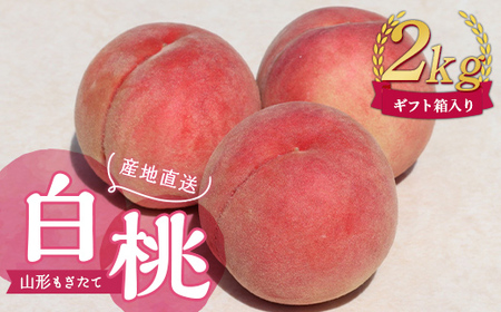 【先行受付 令和7年度発送】山形もぎたて白桃2kg ギフト箱入り もも モモ 桃 デザート フルーツ 果物 くだもの 果実 食品 山形県 FSY-1036