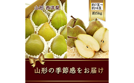 【2025年発送先行予約】西洋梨 約7玉～約16玉 約5kg《品種指定はできません》 なし ナシ 梨 デザート フルーツ 果物 くだもの 果実 食品 山形県 FSY-1082