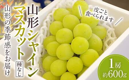 山形シャインマスカット ぶどう 1房 《種なし皮ごと食べられます》【2025年9月から発送】 マスカット ブドウ 葡萄 デザート フルーツ 果物 くだもの 果実 食品 山形県 FSY-1051