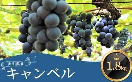 ≪先行予約2026年9月上旬頃〜10月下旬頃発送≫山形県産キャンベル 1.8kg ぶどう ブドウ 葡萄 デザート フルーツ 果物 くだもの 果実 食品 山形県