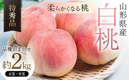 yߘa8NY stzR`Y  2kg i킨܂ Gi _炩Ȃ铍  ʕ t[c FSY-2464