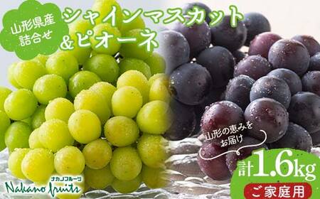 ≪2026年先行予約≫[仲野観光果樹園]ご家庭用 山形県産 シャインマスカット ピオーネ 2種詰合せ 1.6kg(2〜4房) 種無し ぶどう 2026年8月下旬から順次発送