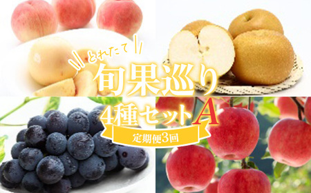 ᐔʌ Ԍ ss\ 2026Nxt Ƃꂽď{ʏ4ZbgA Ƙa sI[l Tӂ ցyS3z FSY-2541