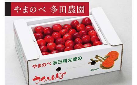 ≪2026年 先行予約≫ 山形美人 バラ詰500g やまのべ多田耕太郎のさくらんぼ