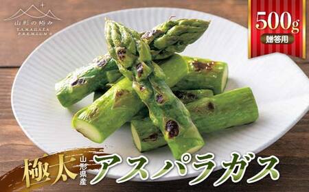 [山形の極み]贈答用 山形県産 極太 アスパラガス500g 2026年3月下旬頃から順次発送