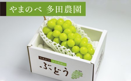 ≪2025年 先行予約≫シャインマスカット1房入り[やまのべ多田農園のぶどう] マスカット ぶどう ブドウ 葡萄 デザート フルーツ 果物 くだもの 果実 食品 山形県