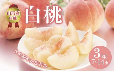 《先行予約 2026年度発送》白桃 3kg(7～14玉) もも モモ 桃 デザート フルーツ 果物 くだもの 果実 食品 山形県 FSY-0509