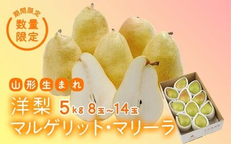 ss\ 2026Nxtyʎzm}QbgE}[ 5kg Ȃ iV  fU[g t[c ʕ  ʎ Hi R` FSY-2568