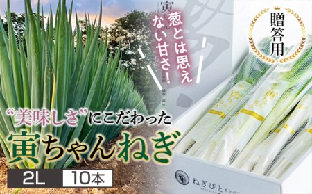 ≪2026年先行予約≫[ねぎびとカンパニー]贈答用 山形県産 寅ちゃんねぎ 2Lサイズ 10本入(2本×5袋) 2026年11月下旬から順次発送 葱 ねぎ ネギ 野菜 食品 山形県