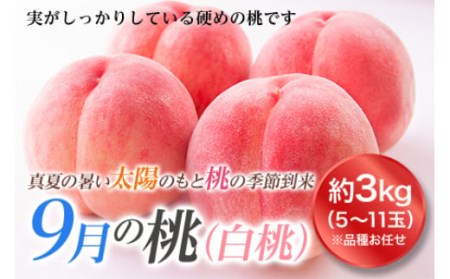 [先行予約 2025年度発送]山形の9月の桃(白桃)3kg もも モモ 桃 デザート フルーツ 果物 くだもの 果実 食品 山形県