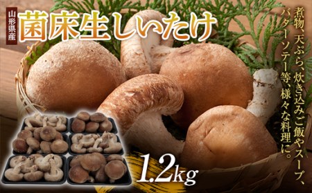 肉厚! 菌床生しいたけ 1.2kg