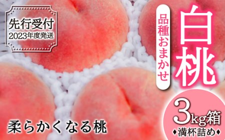 《先行予約》2023年度発送 白桃 （品種おまかせ・柔らかくなる桃） 3kg箱 満杯詰め FSY-0357