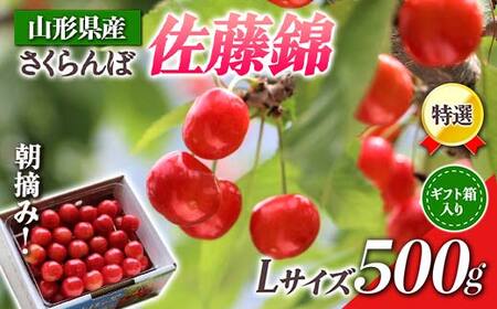 [先行受付 令和8年度発送]山形県産 朝摘みさくらんぼ特選佐藤錦500g ギフト箱入り