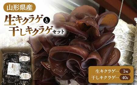 [2026年発送 先行予約] 山形県産 生キクラゲ 1kg と 干キクラゲ 20g2個セット きのこ キノコ 野菜 食品 山形県