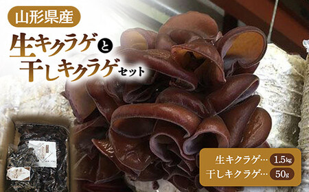 【2026年発送 先行予約】 山形県産 生キクラゲ 1.5kg と 干キクラゲ 50gのセット きのこ キノコ 野菜 食品 山形県 FSY-0701