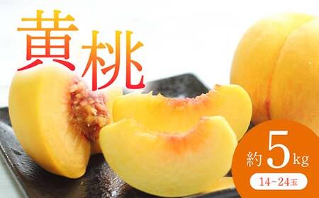 《先行予約 2025年度発送》 黄桃 約5kg もも モモ 桃 デザート フルーツ 果物 くだもの 果実 食品 山形県 FSY-0705