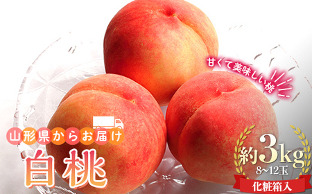 【先行予約 2025年度発送】山形県産 白桃 約3kg 8～12玉 化粧箱入 もも モモ 桃 デザート フルーツ 果物 くだもの 果実 食品 山形県 FSY-0746