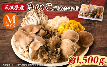 ̂̋lߍ킹@M(1500g)_  ̂ _yzsnFEꌧzy1449115z