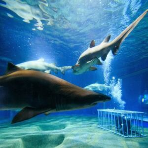 アクアワールド茨城県大洗水族館　年間パスポート(大人1名・幼児1名分)_旅行券・チケット 水族館 入場券・優待券 _【配送不可地域：離島・沖縄県】【1510279】