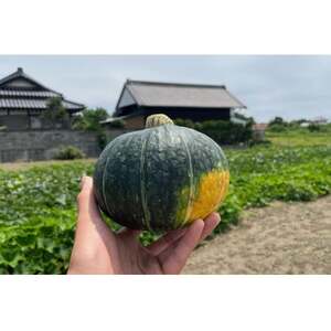 茨城県日立市「ベストセレクションひたち」認定 茂宮かぼちゃ5kg箱 (3〜5個入り)[配送不可地域:離島・沖縄県]