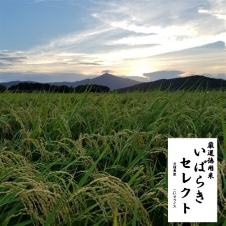 茨城県産 こしひかりミックス 精米 令和7年産　15kg×1袋【配送不可地域：離島・沖縄県】【1700805】
