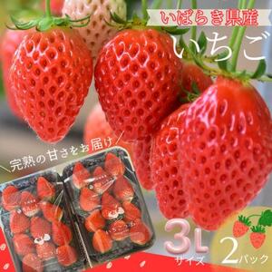 [茨城県産]菅谷いちご園の完熟いちご 3Lサイズ 11粒×2パック[配送不可地域:離島・北海道・沖縄県・中国・四国・九州]
