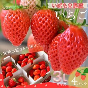 [茨城県産]菅谷いちご園の完熟いちご『いちごっ子』 3Lサイズ 11粒×4パック[配送不可地域:離島・北海道・沖縄県・中国・四国・九州]