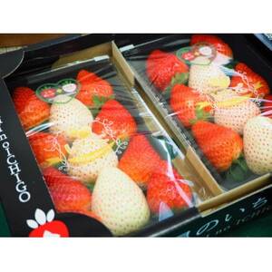星のいちごの食べ比べセット 約300g×2パック[配送不可地域:離島・沖縄県]