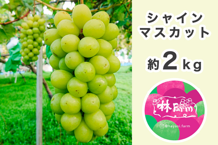 y\tEʌzRY VC}XJbg 2LbԂǂ Â VC}XJbg  t[c ʕ Ȃ uhE  v[g уt@[ R m [0536]