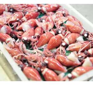 富山湾産ボイルほたるいか　230g×2(からし酢みそ付き)【配送不可地域：離島・北海道・沖縄県・東北・中国・四国・九州】【1599127】