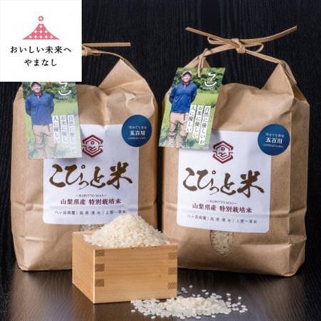 冷めても美味しい!【令和7年産】こぴっと米【五百川】白米・4kg　特別栽培米【配送不可地域：離島】【1652043】