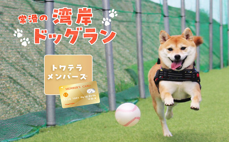 [海を一望できるドッグラン 利用チケット]トワテラメンバーズ 犬 ペット 天然芝 おでかけ 知多半島 伊勢湾 オーシャンビュー 海沿い 観光 体験チケット プール トリミング イベント ペットホテル 犬用ホテル カフェ ペット同伴 連れ 会員権 愛知県 常滑市