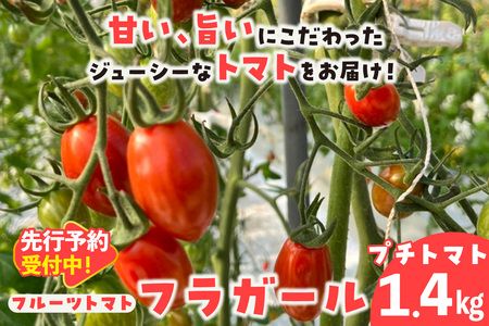 【先行予約】【5月中旬以降発送】フルーツトマト　フラガール1.4kg（へたなし）