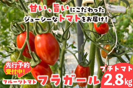 【先行予約】【5月中旬以降発送】フルーツトマト　フラガール2.8kg（へたなし）