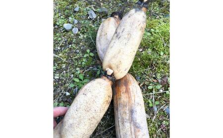 冬こそ皮ごと丸かじり!栽培期間中農薬・化学肥料不使用棚田レンコン! 約2kg